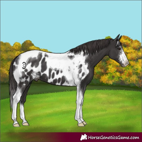 Horse Color:Smoky Black Sabino Tobiano Appaloosa