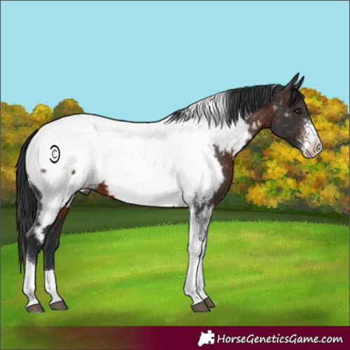 Horse Color:Brown Sabino Tobiano Appaloosa 