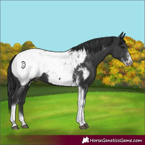 Horse Color:Black Sabino Tobiano Appaloosa