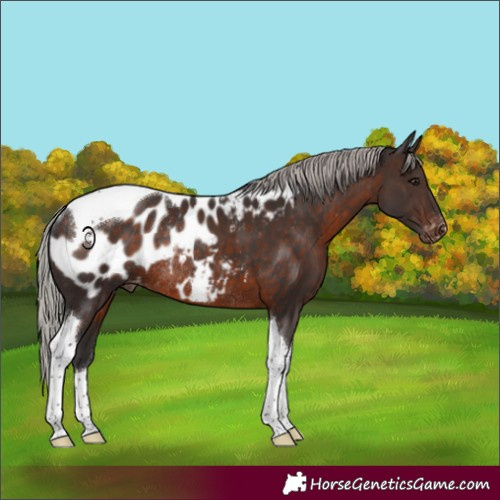 Horse Color:Silver Brown Tobiano Appaloosa Rabicano