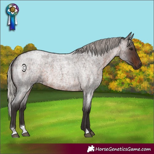 Horse Color:Silver Brown Roan 