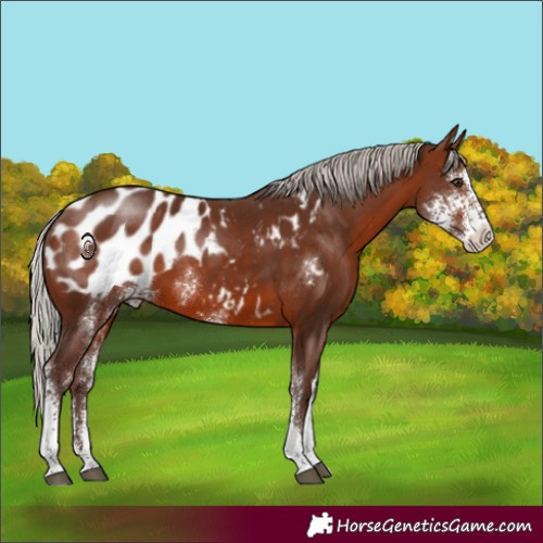 Horse Color:Silver Brown Sabino Appaloosa 