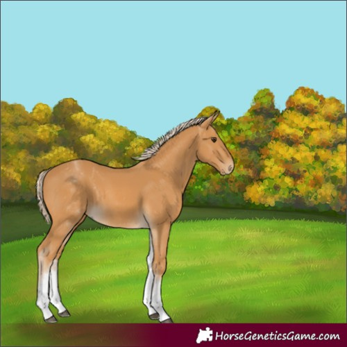 Horse Color:White Spotted Palomino 