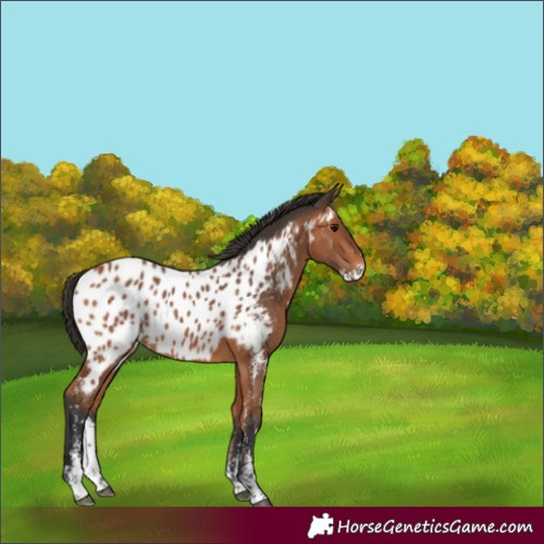 Horse Color:Bay Sabino Appaloosa