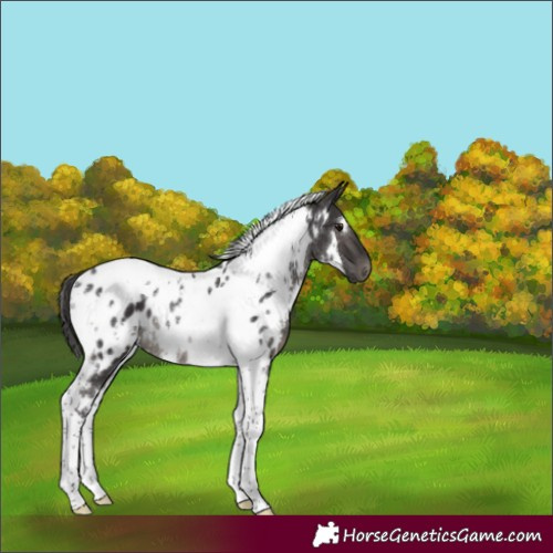 Horse Color:White Spotted Smoky Black Tobiano Appaloosa Rabicano 