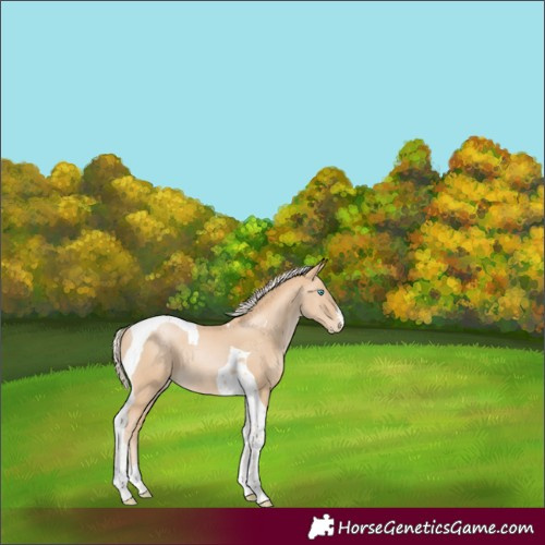 Horse Color:Palomino Pearl Tobiano 
