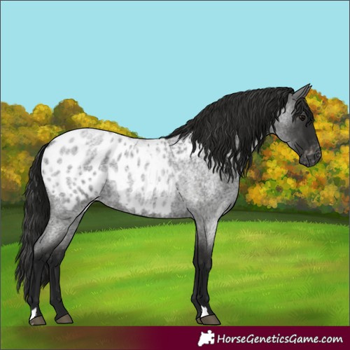 Horse Color:Gray Blue Roan Appaloosa 