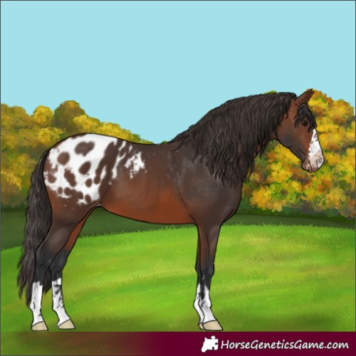 Horse Color:Brown Appaloosa 