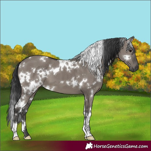 Horse Color:White Spotted Grullo