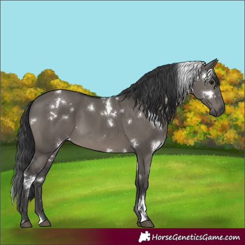 Horse Color:White Spotted Grullo