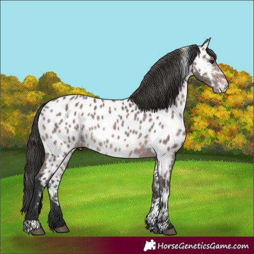 Horse Color:Platinum Bay Appaloosa Rabicano 