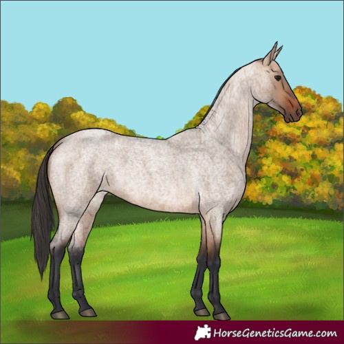 Horse Color:Bay Roan Dun 