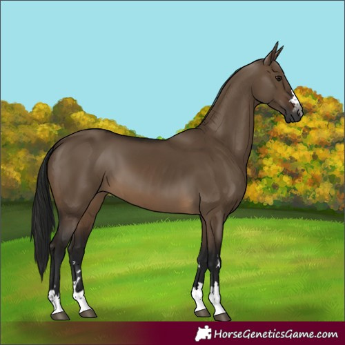 Horse Color:Gray Brown Dun