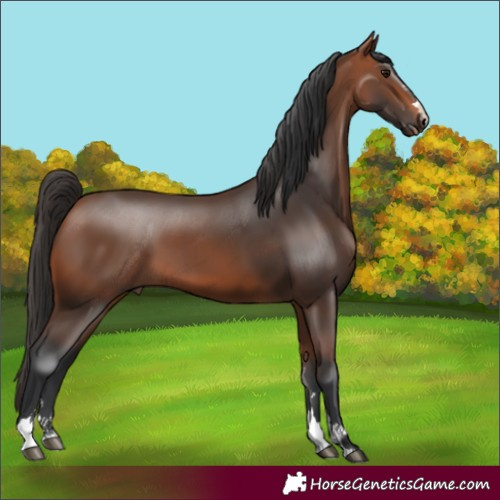 Horse Color:Bay 