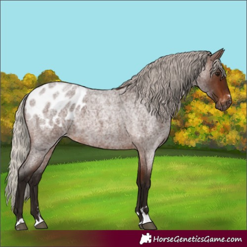 Horse Color:Gray Silver Bay Roan Appaloosa 
