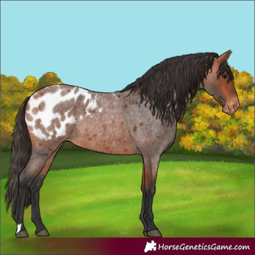 Horse Color:Bay Roan Appaloosa Rabicano 