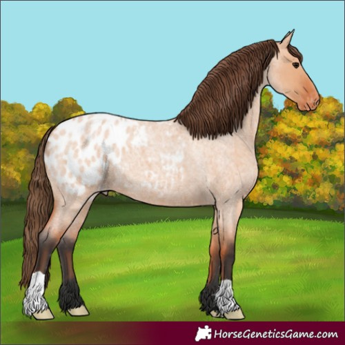 Horse Color:Bay Roan Dun Appaloosa 