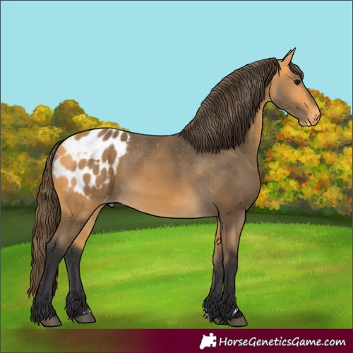 Horse Color:Buckskin Appaloosa 