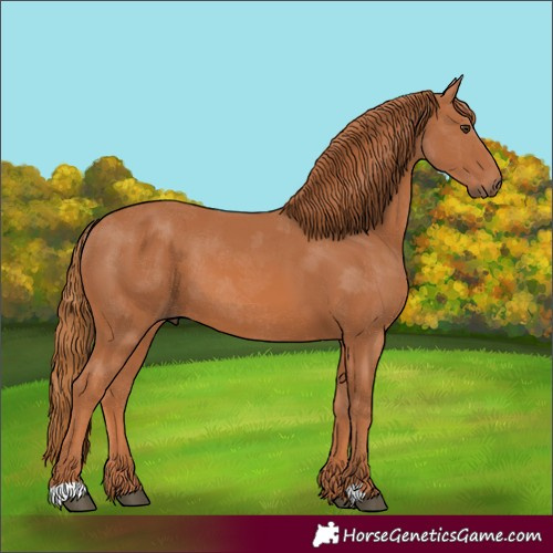 Horse Color:Chestnut 