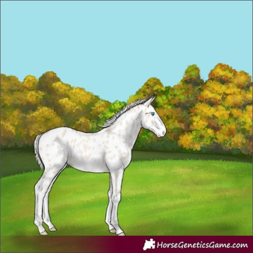 Horse Color:Cremello Dun Splash Appaloosa Rabicano 
