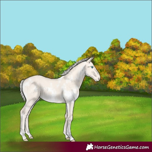 Horse Color:White Spotted Cremello Dun 