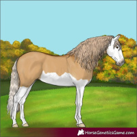 Horse Color:Gray Palomino Dun Splash