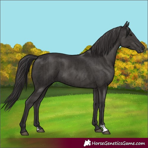 Horse Color:Smoky Black  and Smoky Black 