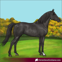 Horse Color:Smoky Black  and Smoky Black 