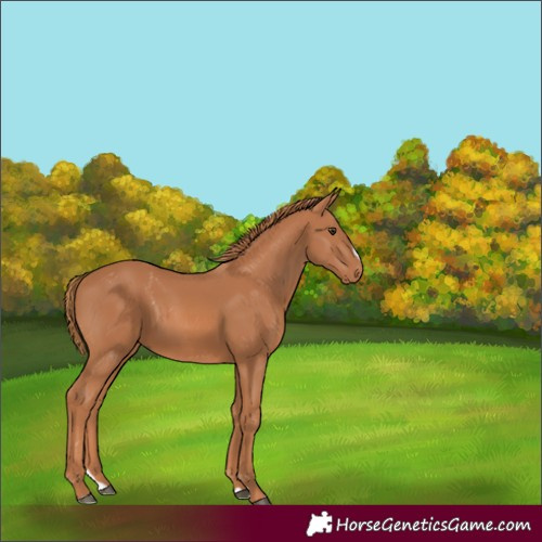 Horse Color:Chestnut Splash