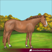 Horse Color:Chestnut Splash