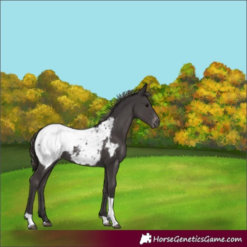 Horse Color:Smoky Black Tobiano Appaloosa 