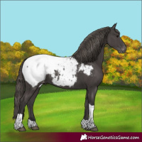 Horse Color:Smoky Black Tobiano Appaloosa