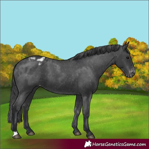 Horse Color:Black Blanket