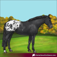 Horse Color:Black Blanket 