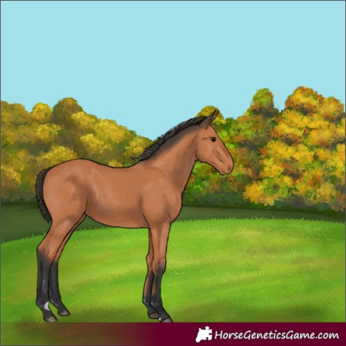 Horse Color:Bay 