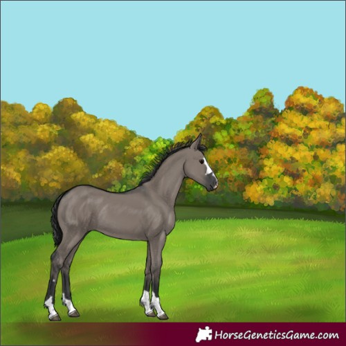 Horse Color:Grullo Rabicano 