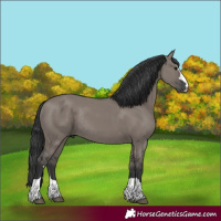Horse Color:Grullo Rabicano