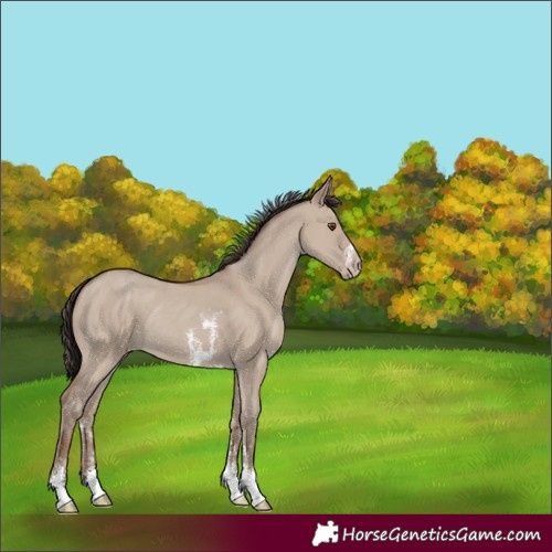 Horse Color:Classic Champagne Dun Sabino Rabicano 