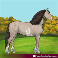 Horse Color:Classic Champagne Dun Sabino Rabicano 