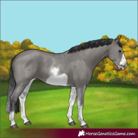Horse Color:White Spotted Grullo Sabino Splash Frame Rabicano
