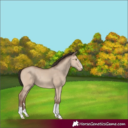 Horse Color:Amber Champagne Dun Rabicano 