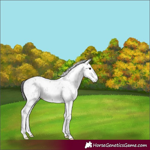 Horse Color:Grullo Sabino Splash Rabicano 