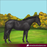 Horse Color:Smoky Black Rabicano