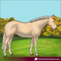 Horse Color:Palomino 