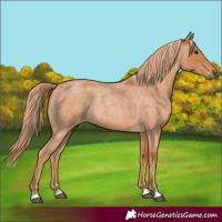Horse Color:Red Roan