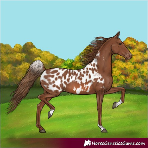 Horse Color:Unknown 