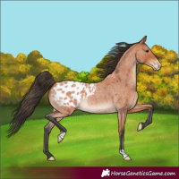 Horse Color:Bay Roan Blanket