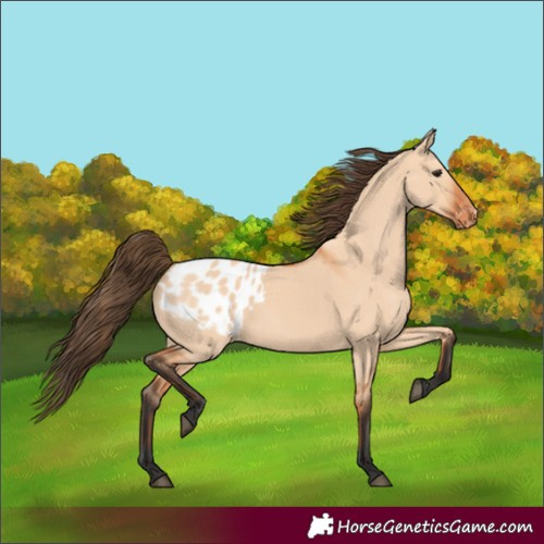 Horse Color:Bay Dun Appaloosa