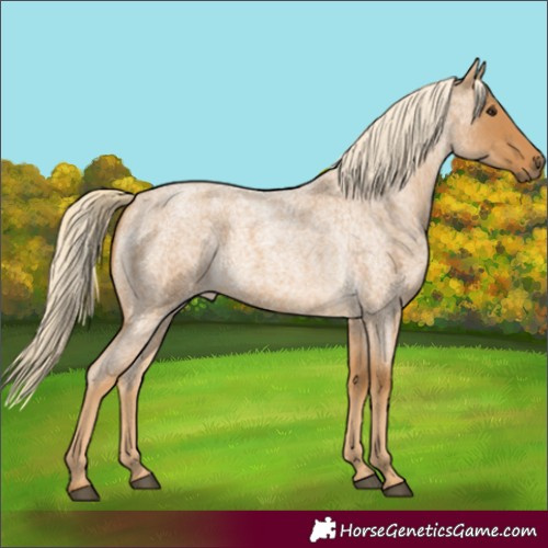 Horse Color:Palomino Roan