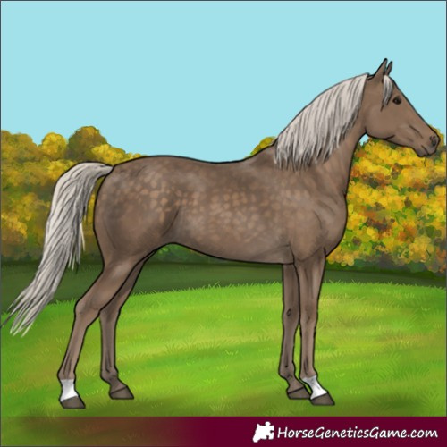 Horse Color:Silver Smoky Black